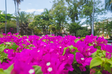 Trinitarian flowers with tropical landscape background and blue sky