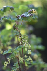 Unreife Johannisbeeren (Ribes) 