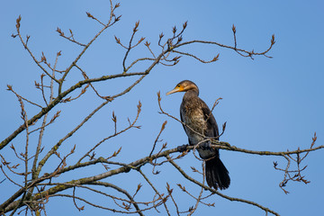 Kormoran auf einem Ast im Baum