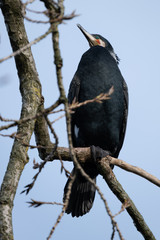 Ein Kormoran sitzt auf einem Ast