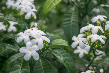 Color flowers in the garden
