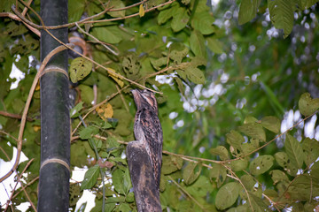 Fototapeta premium Common Potoo in the rainforest