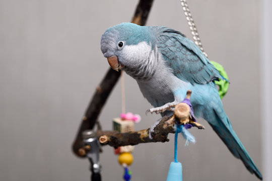 Blue Quaker Parrot pet bird on perch playing by swinging green ball onto his back