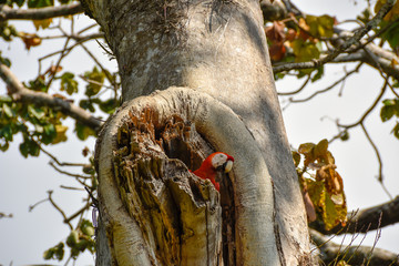 scarlet macaw at its nest site