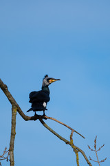 Ein Kormoran auf einem Ast im Baum