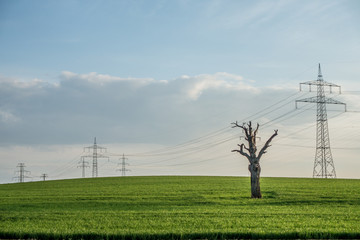Toter Baum vor Strommasten
