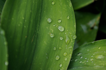 Wassertropfen auf dem Blatt