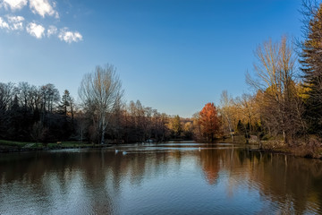 Collection of trees alongside a calm lake under blue skies with scattered clouds