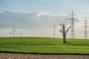 Toter Baum vor Strommasten