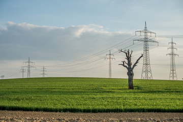 Toter Baum vor Strommasten