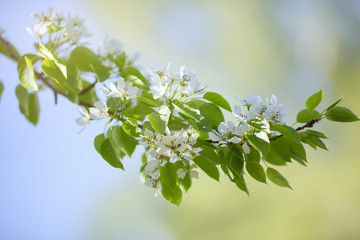 A branch of a pear tree with flowers on blue background