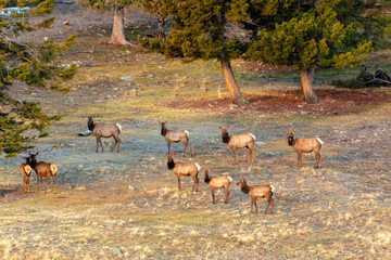 Elk Herd