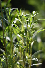 Französischer Estragon (Artemisia dracunculus v. sativa)
