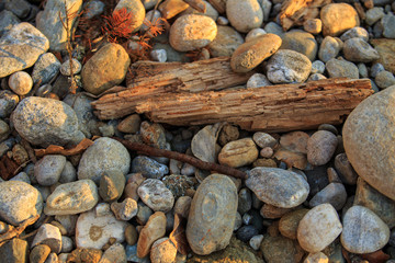 Small stones and sticks 