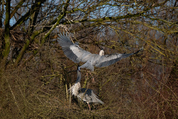 Ein Graureiher landet auf seinem Nest