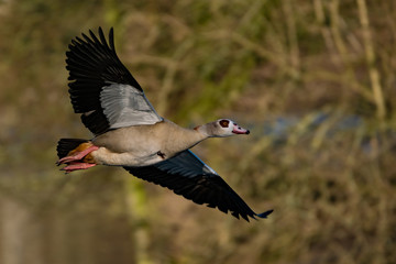 Eine Nilgans im Flug