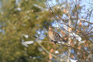 Grouse In Tree