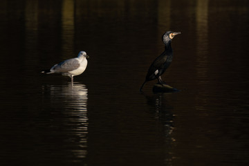 Kormoran und Möwe im Sonnenlicht