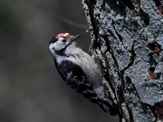 Lesser spotted woodpecker (Dryobates minor)