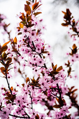 Macro