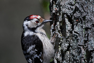 Lesser spotted woodpecker (Dryobates minor)
