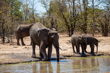 Fototapeta premium African Elephants