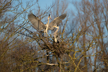 Ein Graureiher landet auf seinem Nest