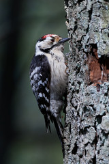 Lesser spotted woodpecker (Dryobates minor)