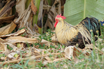 Japan hen or japan bantum in banana garden