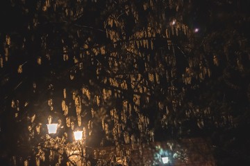 Obraz premium Lanterns in the night