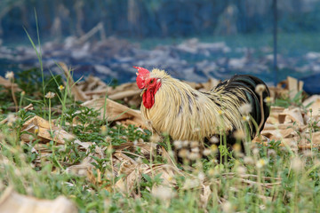 Japan hen or japan bantum in banana garden