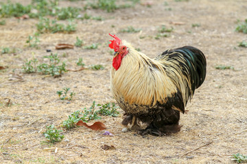 Japan hen or japan bantum in garden
