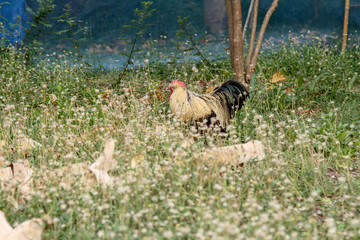Japan hen or japan bantum in banana garden