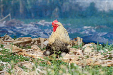 Japan hen or japan bantum in banana garden