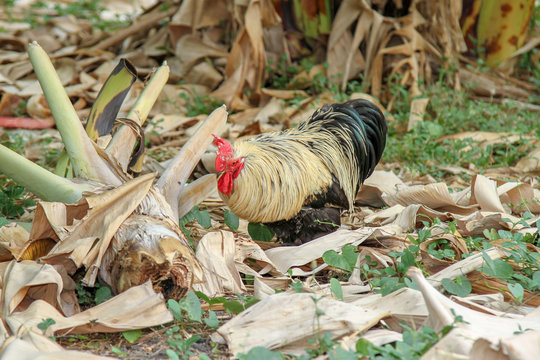 Japan hen or japan bantum in banana garden