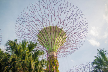 Fototapeta na wymiar Gardens by the bay park in Singapore.