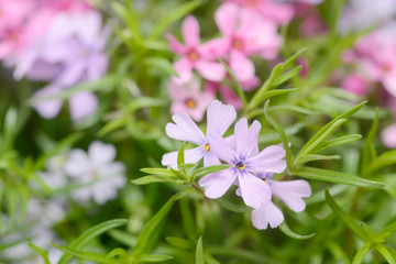 Colorful flowering Phlox in the nature