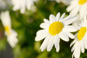 white flowering Marguerite in the nature