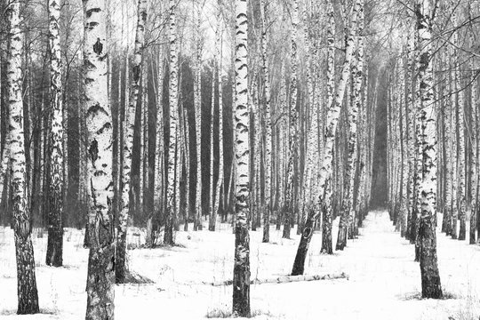 Black and white birch trees with birch bark in birch forest among other birches in winter © yarbeer