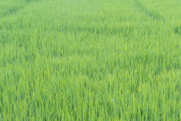 Rice Field Scenery In Thailand.