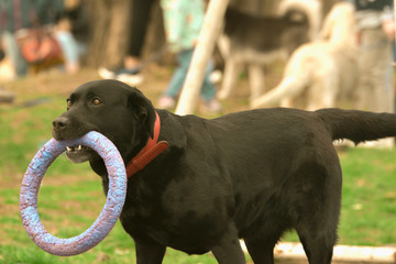 labrador plaing with his toy