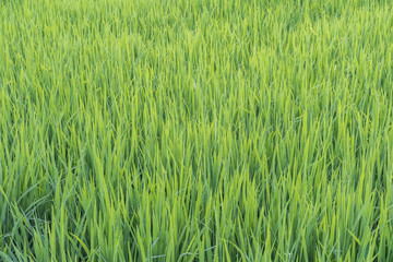 Rice Field Scenery In Thailand.