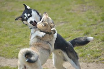 Husky play in the sammer park
