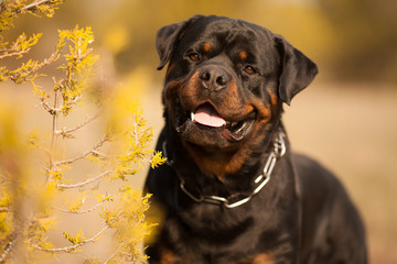 dog breed Rottweiler on a walk beautiful portrait
