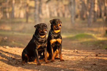 two dogs of breed a Rottweiler on a walk together a beautiful portrait - obrazy, fototapety, plakaty