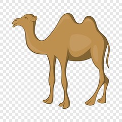Camel icon. Cartoon illustration of camel vector icon for web design