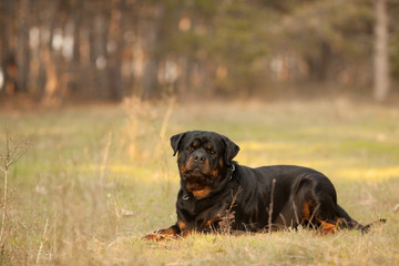 dog breed Rottweiler on a walk beautiful portrait