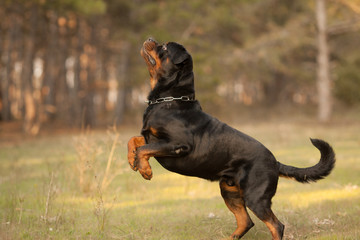 dog breed Rottweiler for a walk jumping