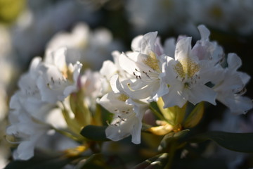 Blühender Rhododendron
