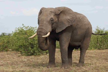 Afrikanischer Elefant / African elephant / Loxodonta africana